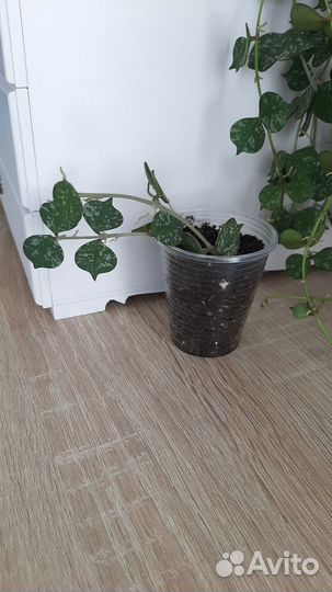 Хойя Куртиси Curtisii