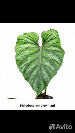 Philodendron plowmani