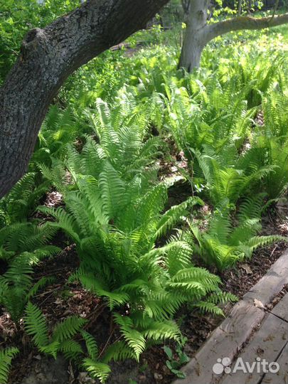 Саженцы папоротника, дуба и т.д