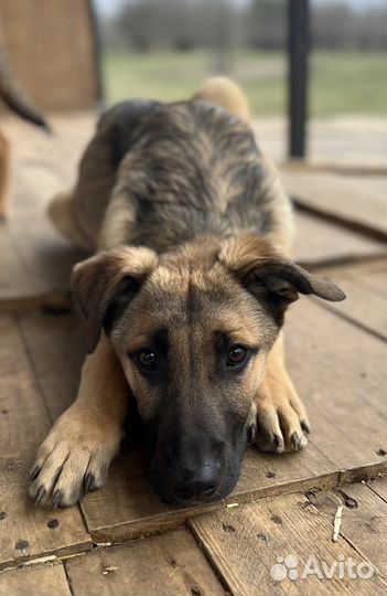 Собака кобель в добрые руки