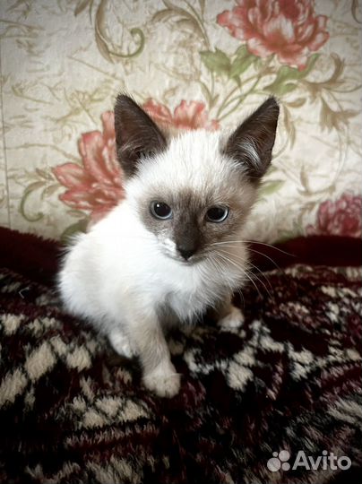 Котята за мой счёт