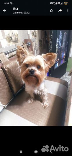 Йоркширский терьер вязка мальчик