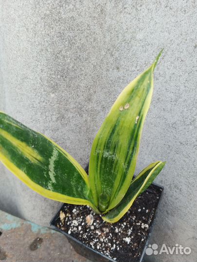 Сансевиерия сортовая