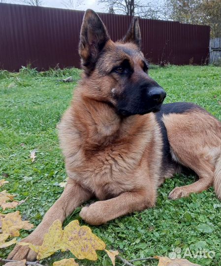 Немецкая овчарка