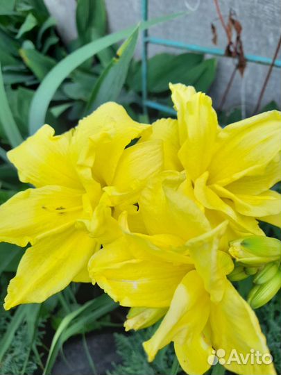 Цветы многолетники