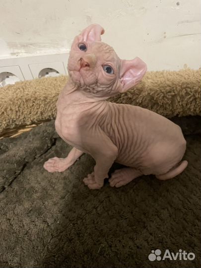 Канадский сфинкс