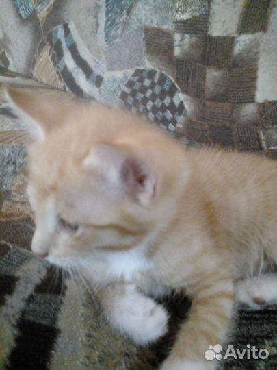 Котята мьльчики в дар бесплатно