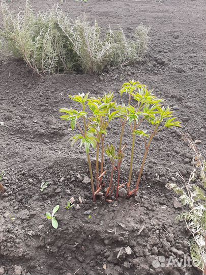 Саженцы пионов