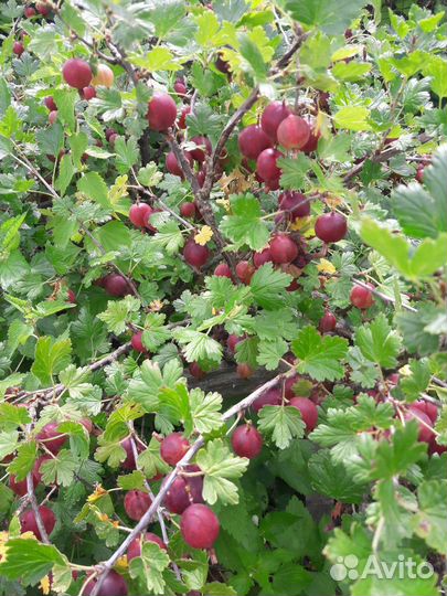 Черная смородина, крыжовник