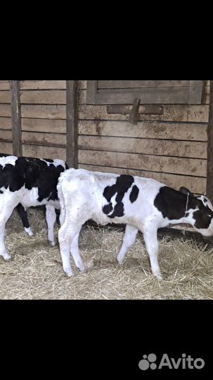 Бычки мясной породы М