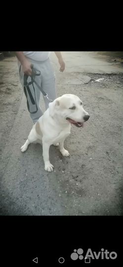 Отдам в добрые руки