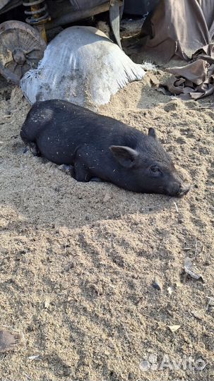 Вьетнамские поросята