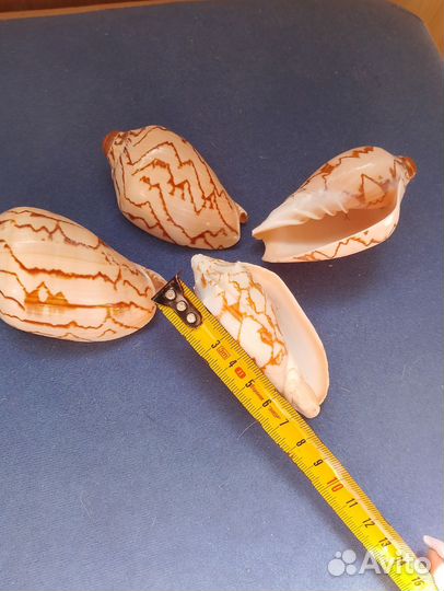 Ракушки разные