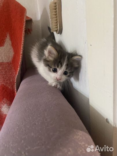 Котенок (девочка)