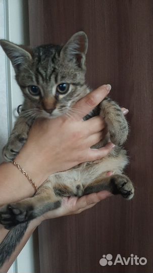 Кот полосатик