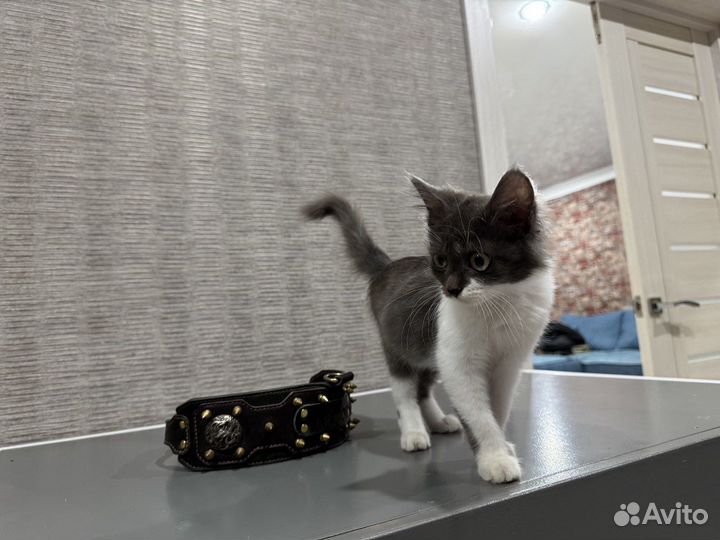 Отдам в добрые руки