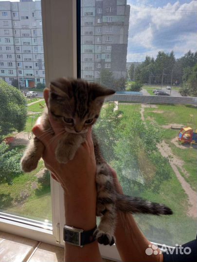 Шотландская вислоухая