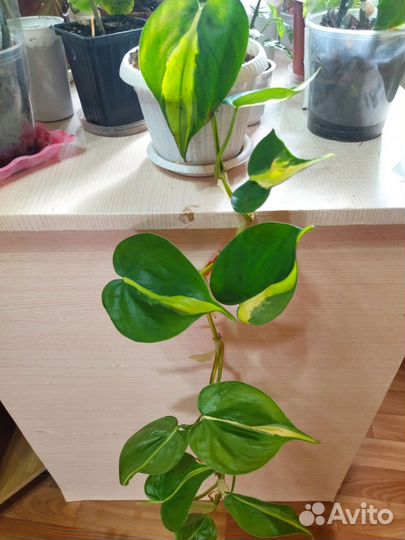 Филодендрон сканденс