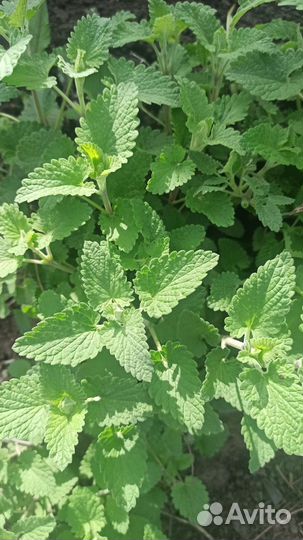 Мелисса садовая саженцы