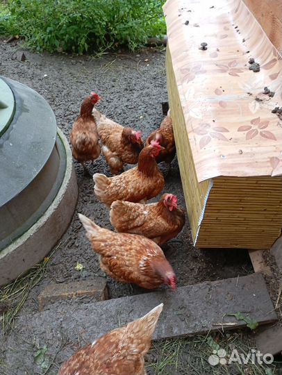 Куры несушки