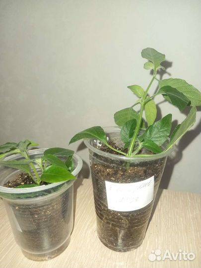 Белопероне