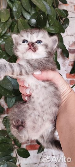 Отдам бесплатно породистых котят