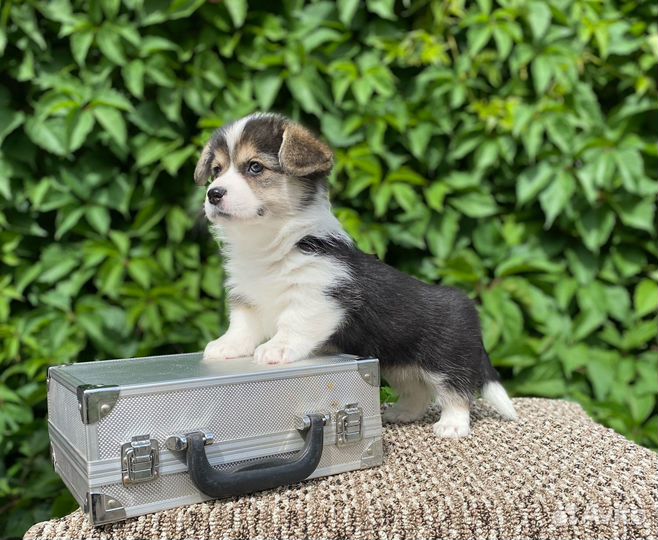 Щенки Вельш Корги