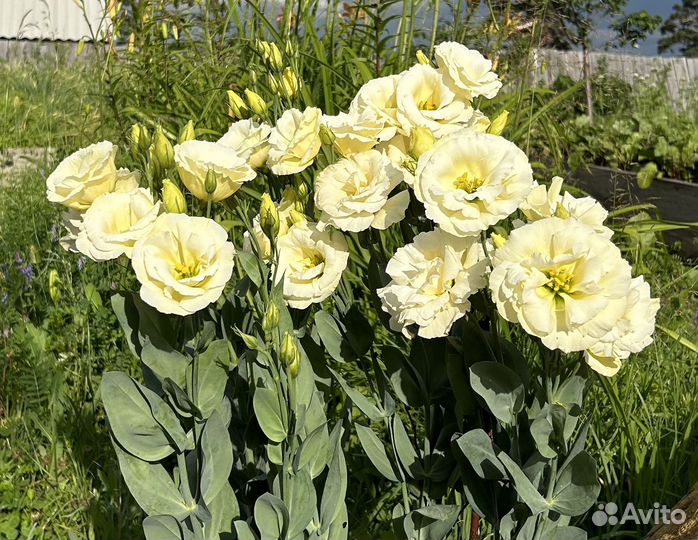 Петуния.Эустома