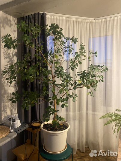 Фикус макламе