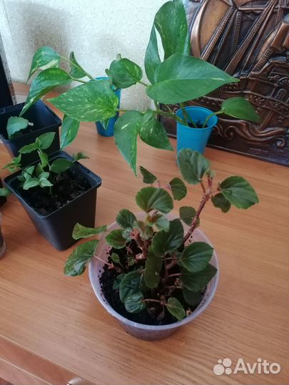Распродаю комнатные растения