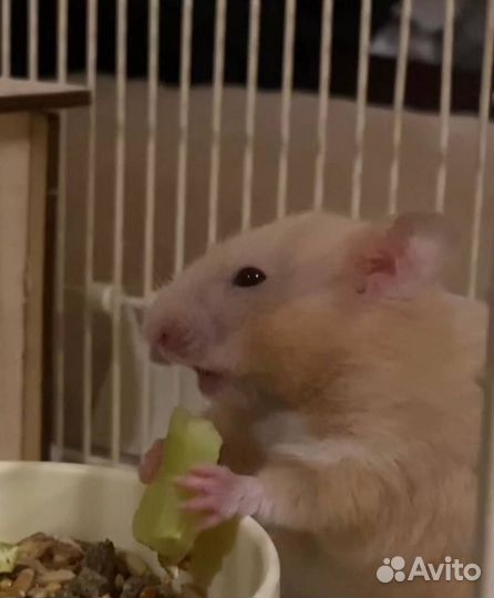 Сирийский хомяк с клеткой