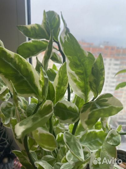 Педилантус