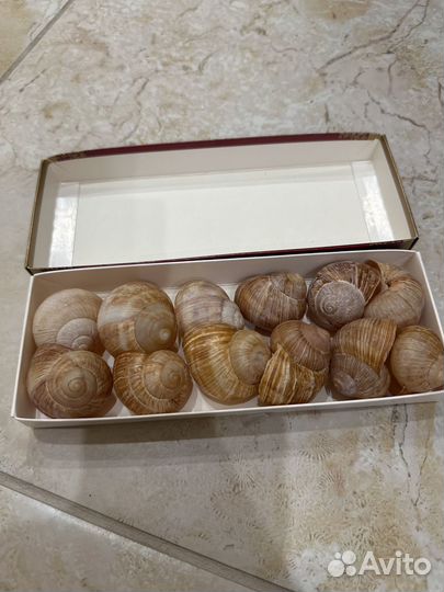 Ракушки цена за все