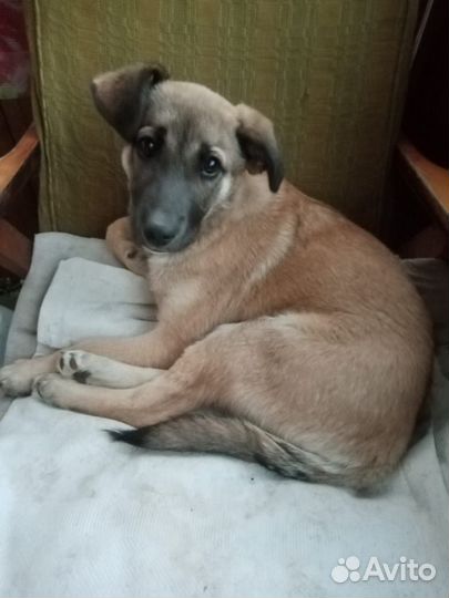 Щенок в добрые руки бесплатно