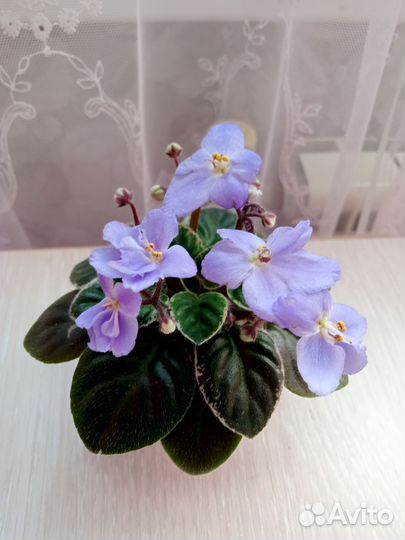 Фиалка мини