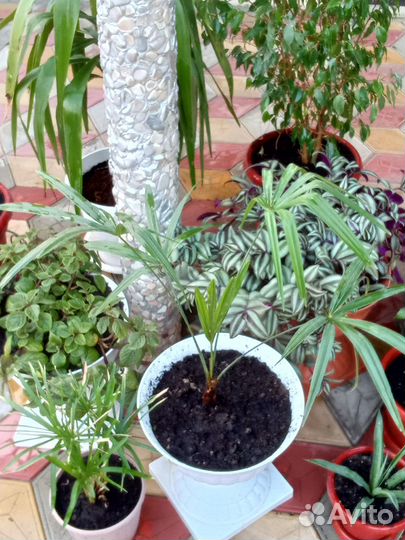 Юкка комнатная