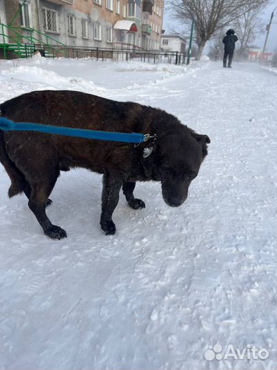 Собаки из приюта