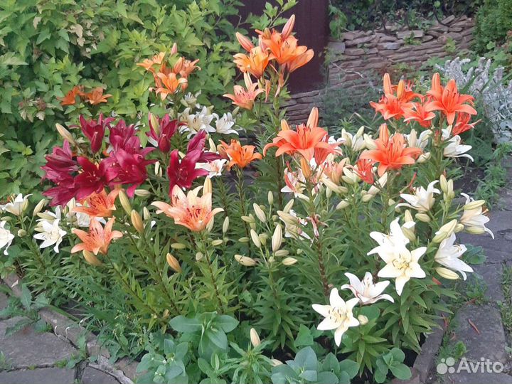 Лилия тигровая