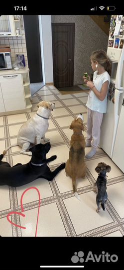 Выгулять собаку