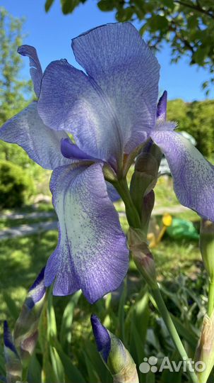 Ирисы многолетники