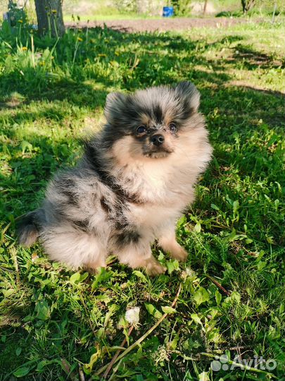 Щенки шпица девочка