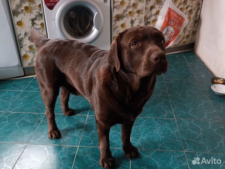 Кобель лабрадора вязка