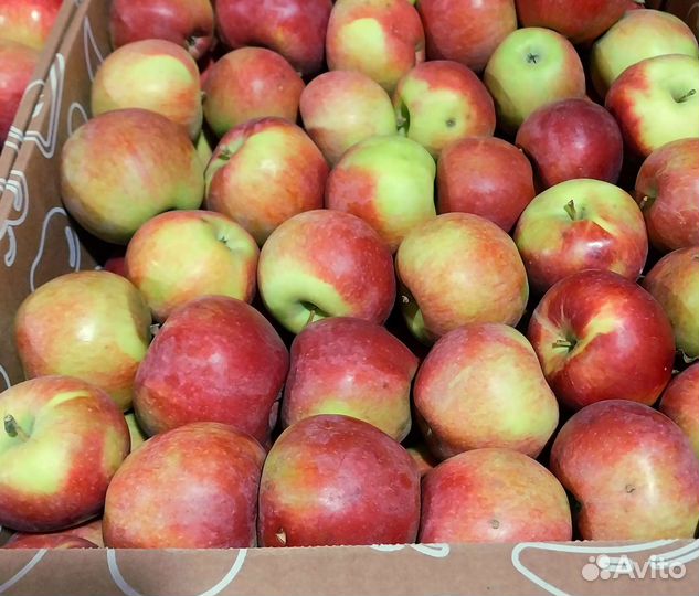 Яблоки сезонные