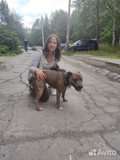 Американский Питбультерьер девочка,вязка