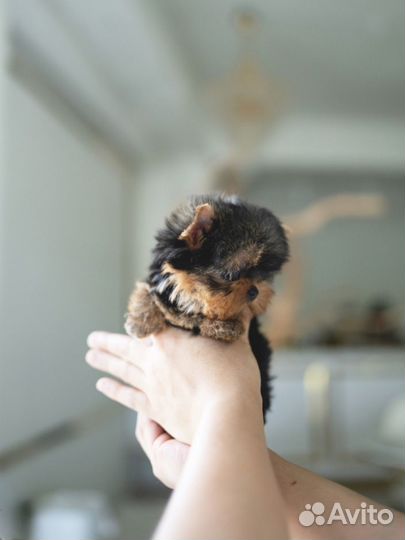 Микро йорк из Кореи