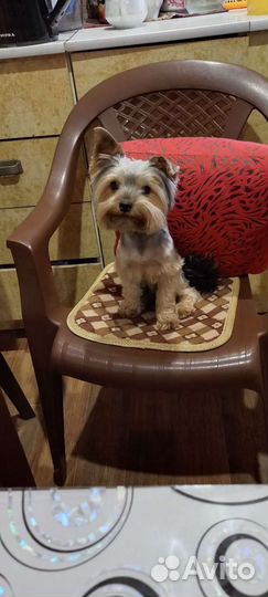 Йоркширский терьер вязка