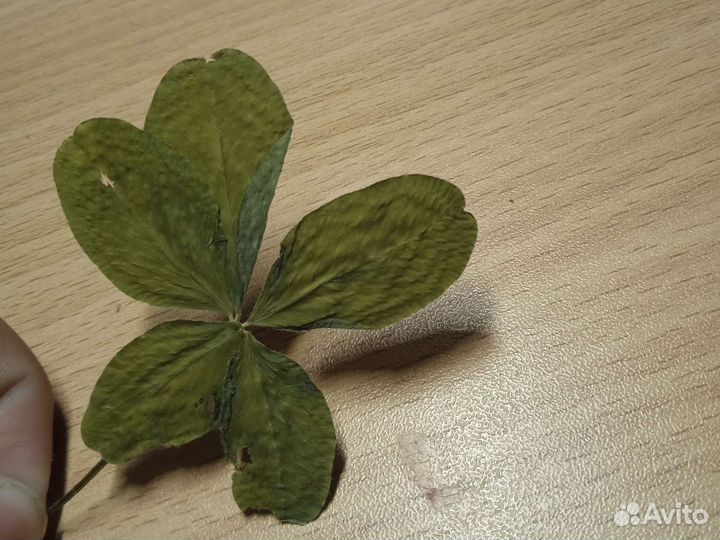 Клеверы