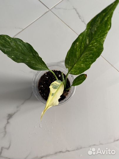 Спатифиллум