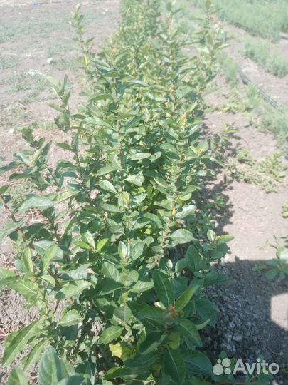 Хеномелес сеянец (айва японская)