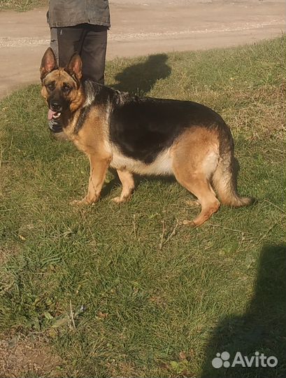 Щенки немецкой овчарки